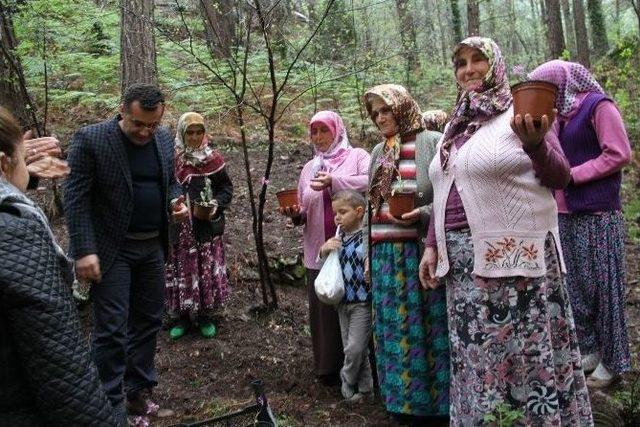 Salep Orkidesi Yaşatılırken Sapadereli Kadınlar Kazanacak