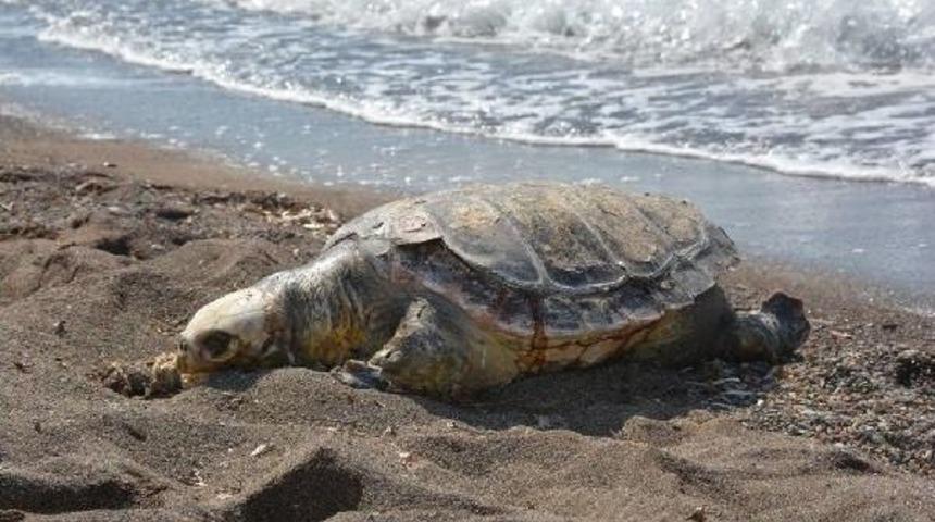 Dikili'de &Ouml;l&uuml; Caretta Caretta Bulundu