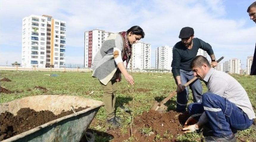 Diyarbakır B&uuml;y&uuml;kşehir Belediyesi Kentin İlk Meyve Bah&ccedil;esini Oluşturdu