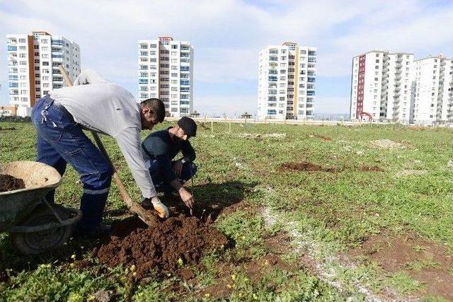 Diyarbakır Büyükşehir Belediyesi Kentin İlk Meyve Bahçesini Oluşturdu