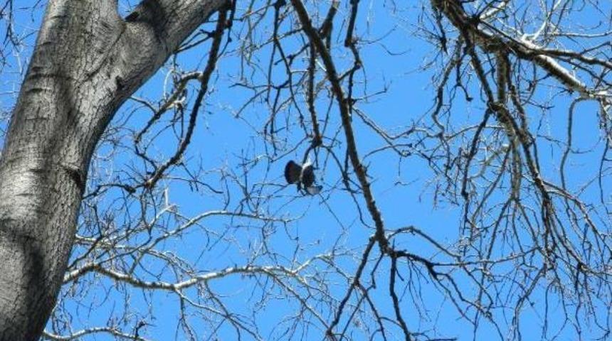 Asırlık &Ccedil;ınarın Dallarına Takılan G&uuml;vercin Kurtarıldı