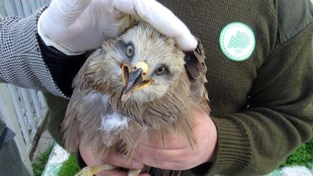 Yaralı Şahin Tedavi Altına Alındı