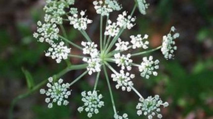 Dr. Coşkun: "melek Otu, Kadınların Orgazm Olmasına Yardımcı Oluyor"