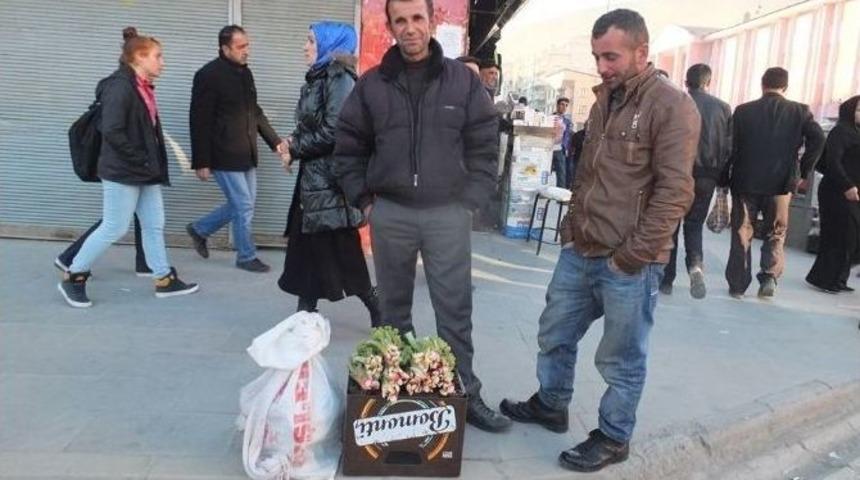 U&ccedil;kun Bitkisi İşsizlerin Ge&ccedil;im Kaynağı Oldu