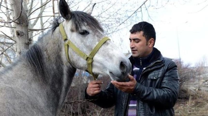 Rahvan Atı Irkının Korunması I&ccedil;in Damızlık &Uuml;retime Ge&ccedil;ildi