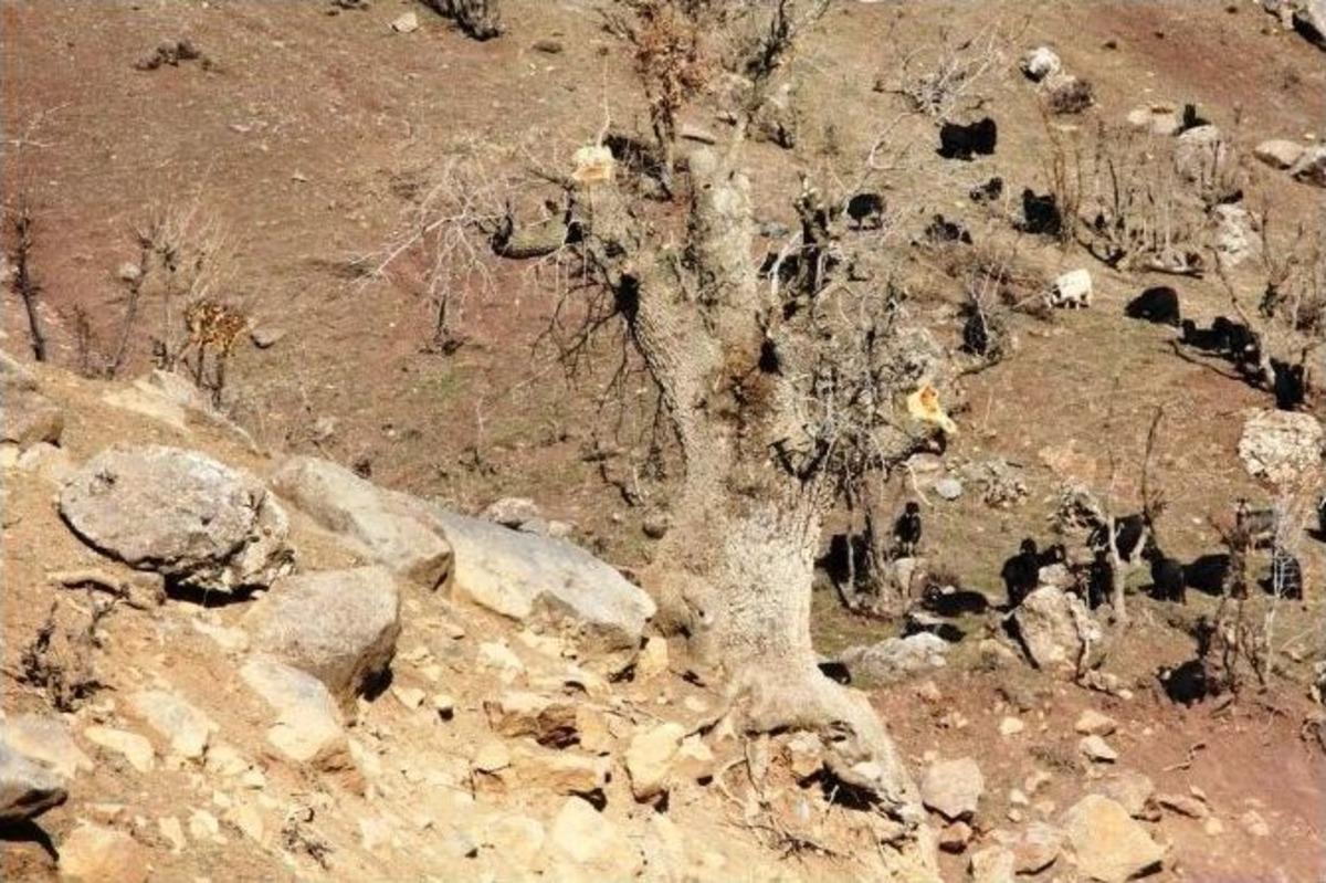 Van&rsquo;daki Yabani Bıttımlar Fıstık Ağacına D&ouml;n&uuml;şt&uuml;r&uuml;l&uuml;yor