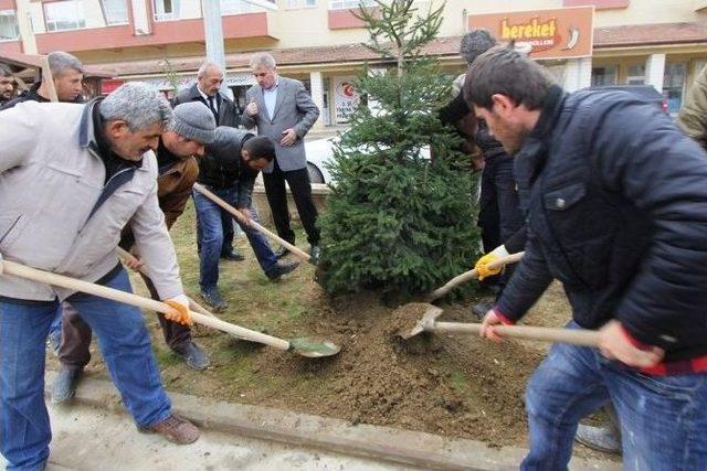 Bayburt Belediyesi’nden Ağaçlandırma Hamlesi