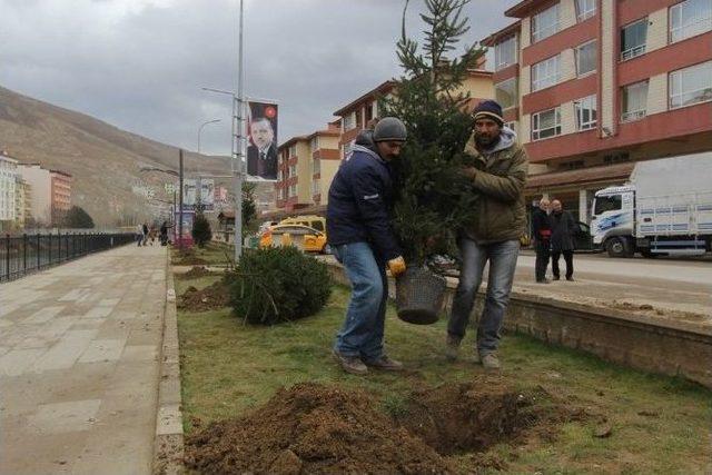 Bayburt Belediyesi’nden Ağaçlandırma Hamlesi