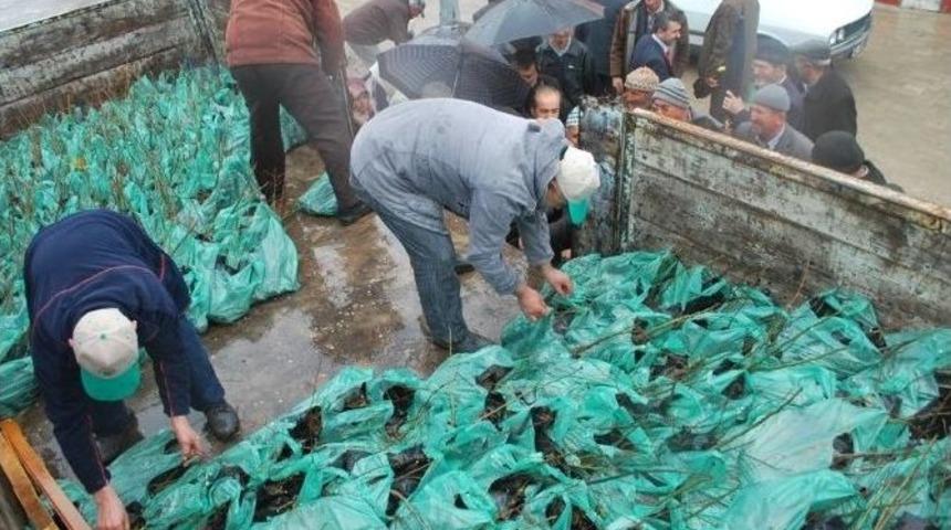 Pazarlar&rsquo;da &Uuml;cretsiz 3 Bin Adet Fidan Dağıtıldı
