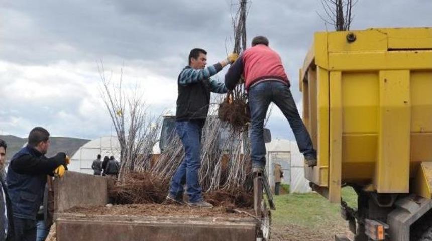 Sivas'ta &Ccedil;ift&ccedil;ilere Meyve Ve Sebze Fidesi Dağıtıldı