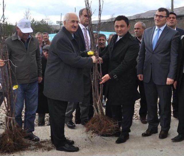 Sivas'ta Çiftçilere Meyve Ve Sebze Fidesi Dağıtıldı