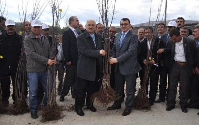 Sivas'ta Çiftçilere Meyve Ve Sebze Fidesi Dağıtıldı