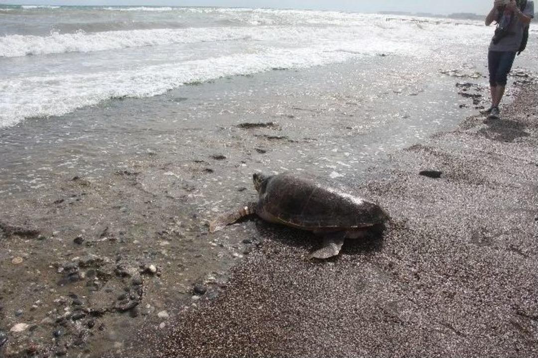 &Uuml;&ccedil; Caretta Caretta Yaşam Alanına Kavuştu
