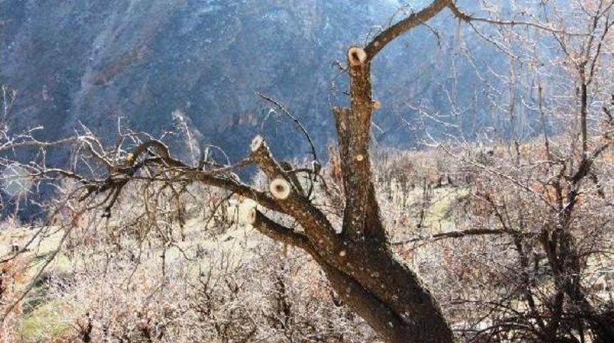 Van'da Yabani Bıttım Ağa&ccedil;ları Fıstığa D&ouml;n&uuml;ş&uuml;yor
