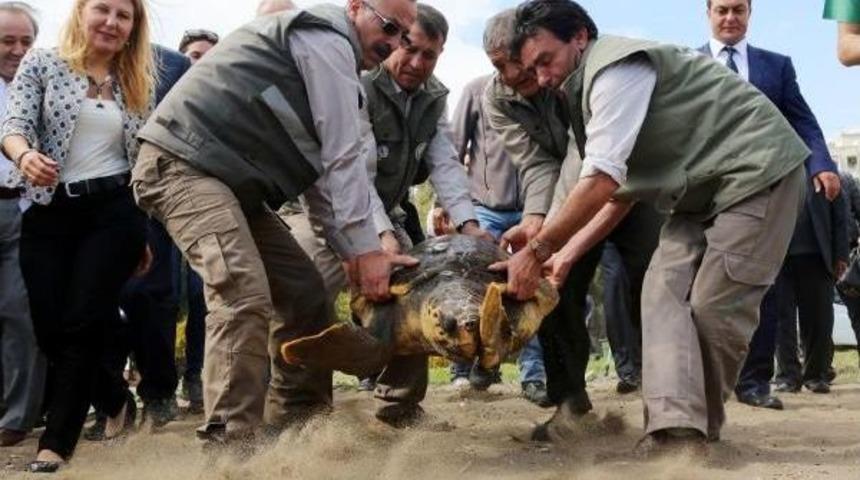 Tedavi Edilen Kaplumbağalar T&ouml;renle Denize Bırakıldı