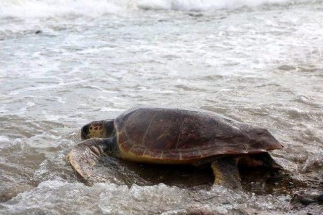 Tedavi Edilen Kaplumbağalar T&ouml;renle Denize Bırakıldı 2
