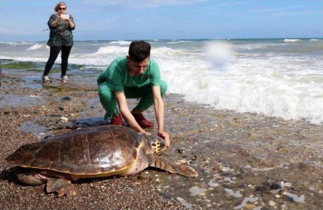 Tedavi Edilen Kaplumbağalar T&ouml;renle Denize Bırakıldı 3
