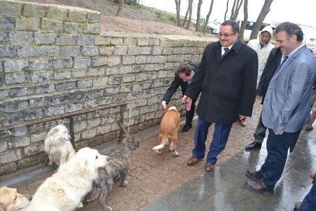 Kaymakam Atlamaz, Büyükşehir Belediyesi Hayvan Barınağına Övgü Yağdırdı