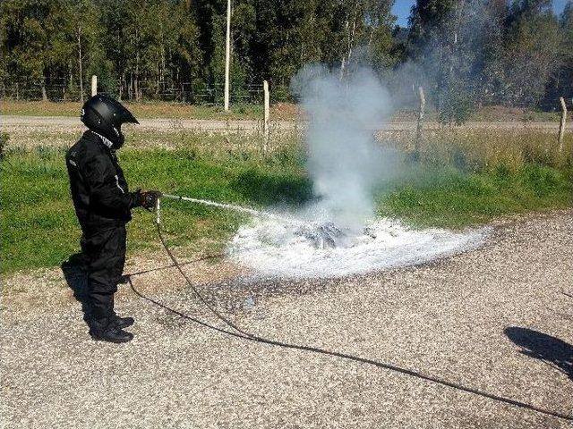 Sincaplar Da Alev Savaşçısı Oldu 2