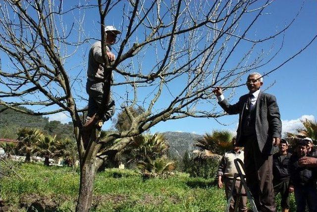 Ula’da Ağaç Budama Kursu