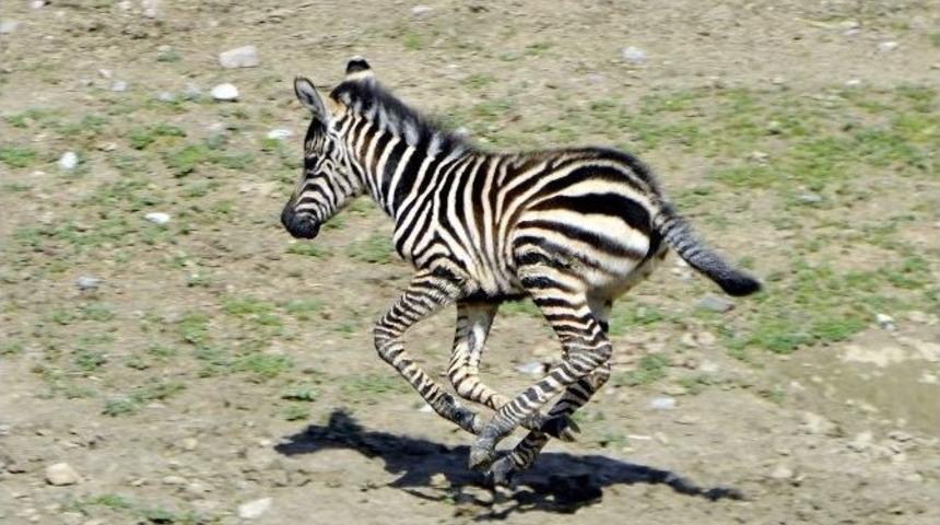 Zebranın Doğum Anı Heyecan Yaşattı