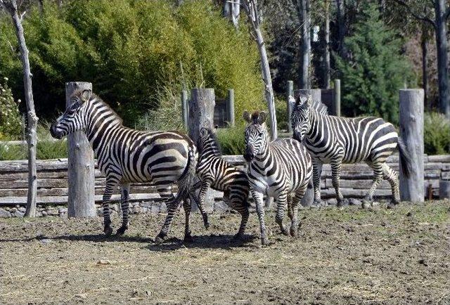 Zebranın Doğum Anı Heyecan Yaşattı 1