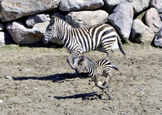 Zebranın Doğum Anı Heyecan Yaşattı 2