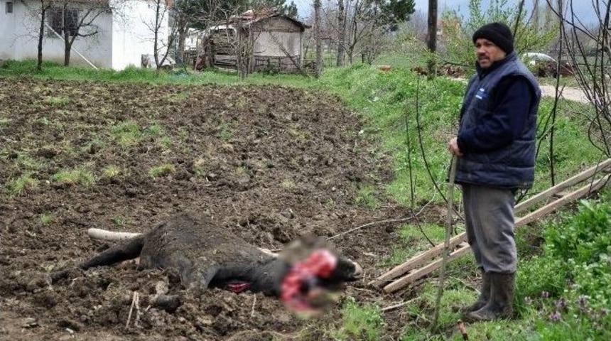 Kopan Elektrik Teli B&uuml;y&uuml;kbaş Hayvanı Telef Etti