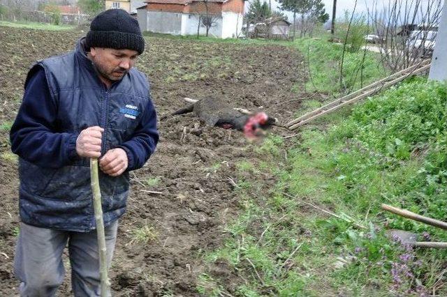 Kopan Elektrik Teli B&uuml;y&uuml;kbaş Hayvanı Telef Etti 1