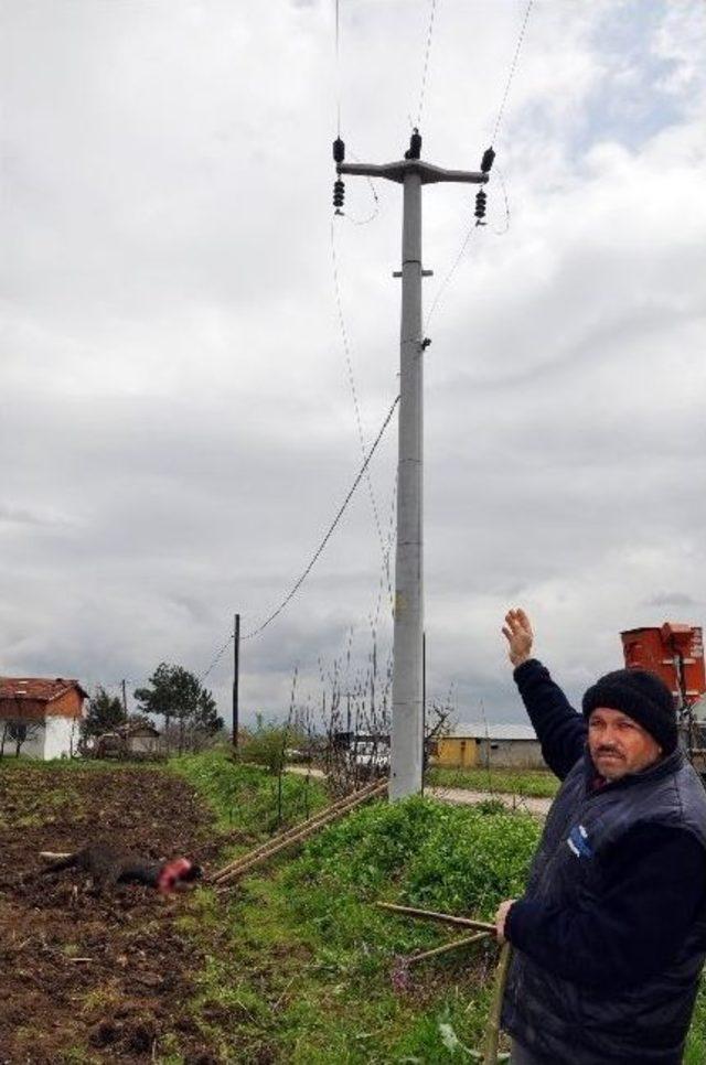 Kopan Elektrik Teli B&uuml;y&uuml;kbaş Hayvanı Telef Etti 2