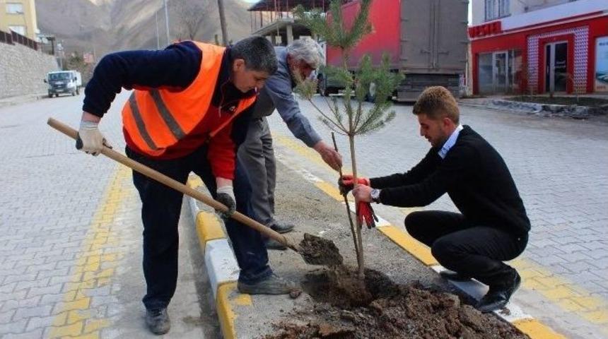Hakkari&rsquo;de Fidan Dikimi