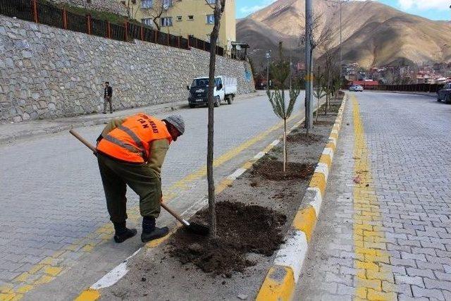 Hakkari&rsquo;de Fidan Dikimi 1