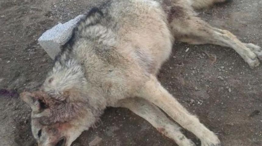 Köye Inen Kurdu Kangal Köpekleri Boğdu