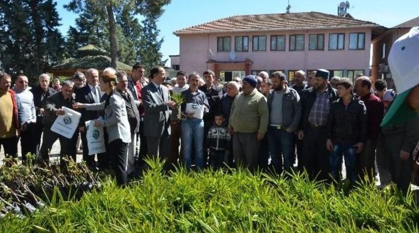 Bafra&rsquo;da 5 Bin 800 Fidan Dağıtıldı