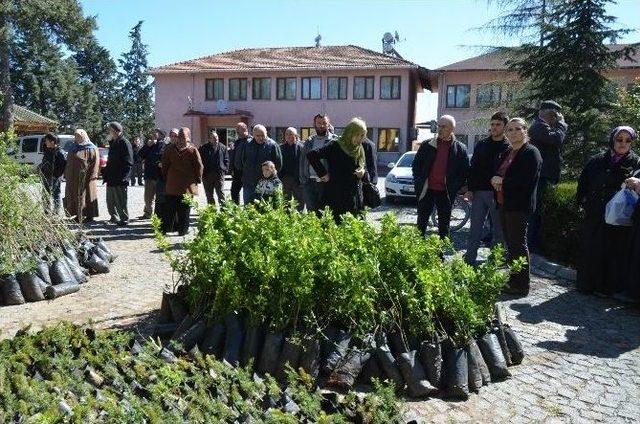 Bafra’da 5 Bin 800 Fidan Dağıtıldı