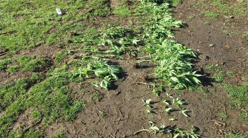 Serada Hint Keneviri Yetiştirdi