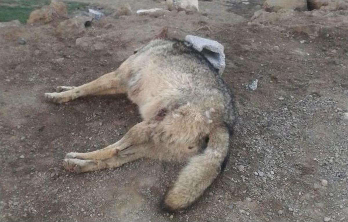 Beldeye İnen A&ccedil; Kurdu Kangal K&ouml;pekleri Boğdu
