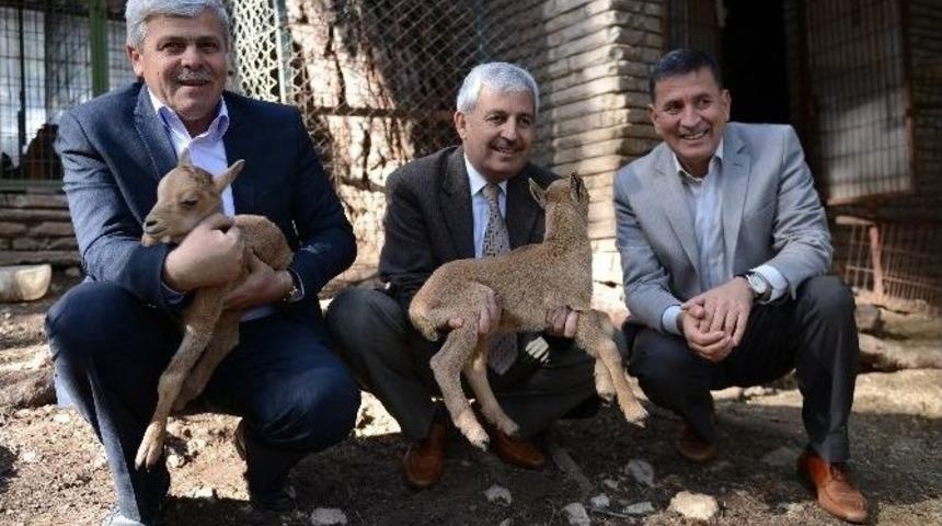 Yavru Afrika Yeleli Koyunlar, Hayvanat Bah&ccedil;esinin Maskotu Oldu