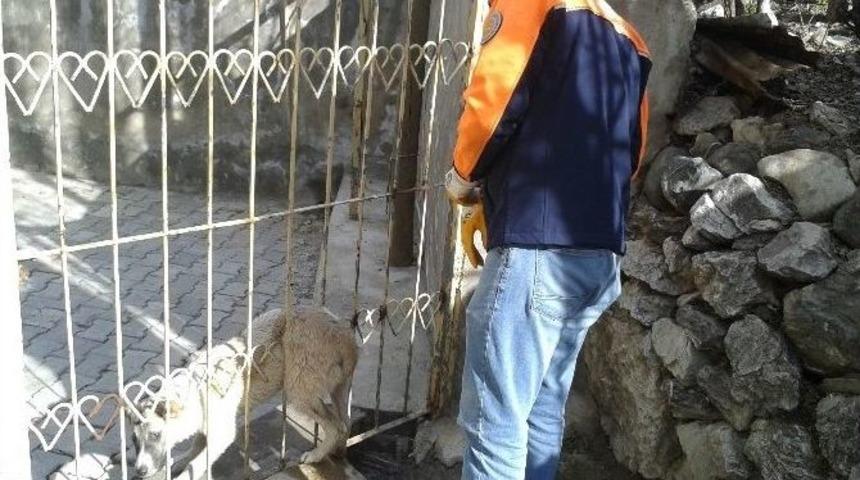 Hakkari&rsquo;de K&ouml;pek Kurtarma Operasyonu