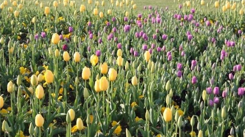 Samsun&rsquo;da Lale Zamanı