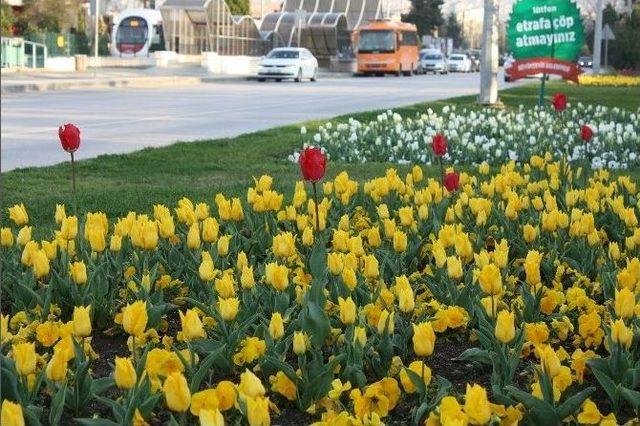 Samsun’da Lale Zamanı