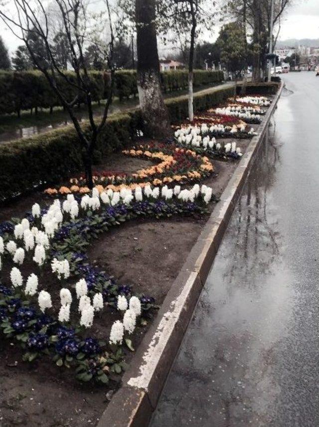 Ordu’da Yollar Çiçeklendi