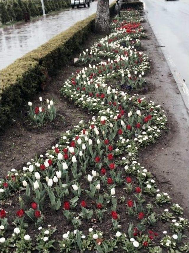 Ordu’da Yollar Çiçeklendi