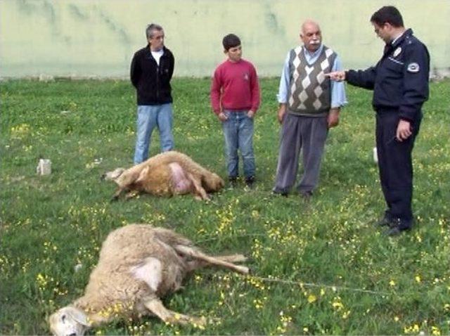 Elektrik Kablosu Teli Koptu, 2 Koyun Telef Oldu 1