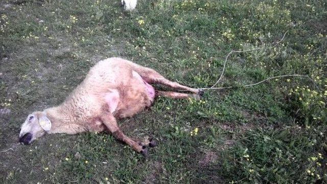 Elektrik Kablosu Teli Koptu, 2 Koyun Telef Oldu 3