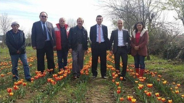 &Ccedil;aycuma&rsquo;daki Lale Bah&ccedil;esine B&uuml;y&uuml;k İlgi 1