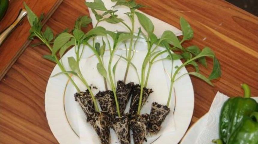 Gaziantep'te &Ccedil;ift&ccedil;ilere Domates Ve Biber Fidesi Dağıtıldı