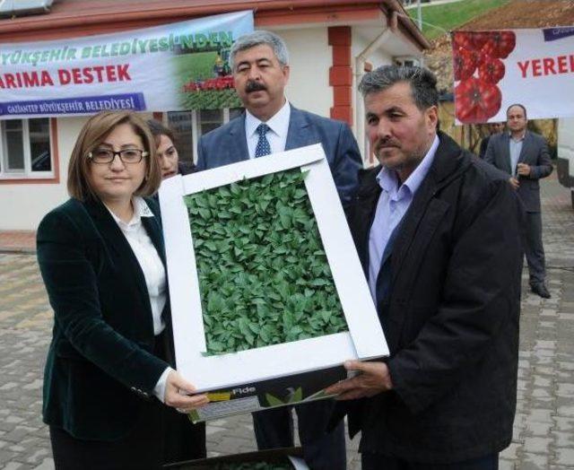 Gaziantep'te Çiftçilere Domates Ve Biber Fidesi Dağıtıldı