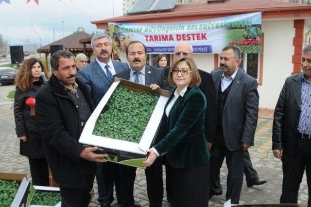 Gaziantep'te Çiftçilere Domates Ve Biber Fidesi Dağıtıldı