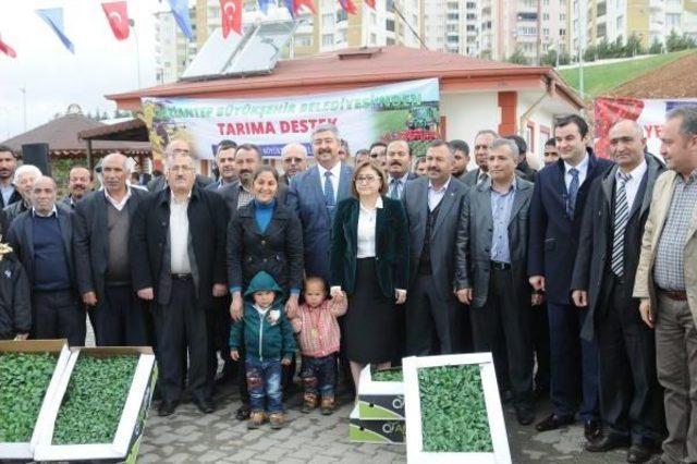 Gaziantep'te Çiftçilere Domates Ve Biber Fidesi Dağıtıldı